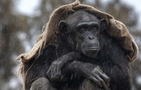 בספארי ר”ג, השימפנזה ליבנת עם כיסוי המגן מפני הגשם