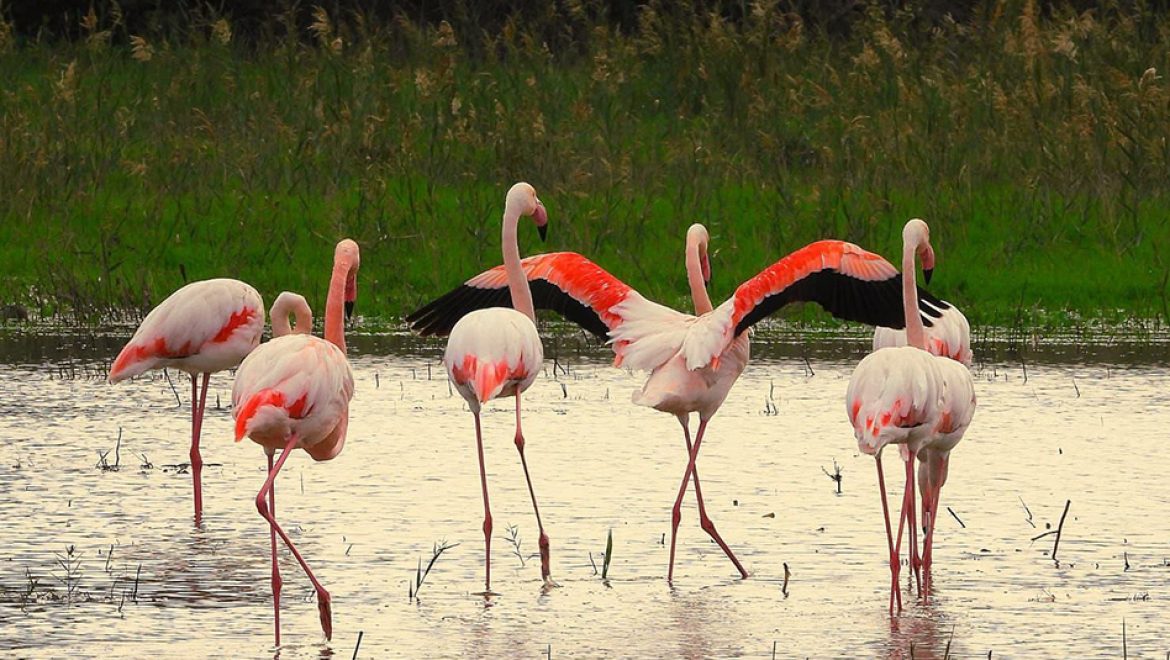להקה של כ-100 פלמינגו בחרו לנפוש בשמורת חוף הבונים