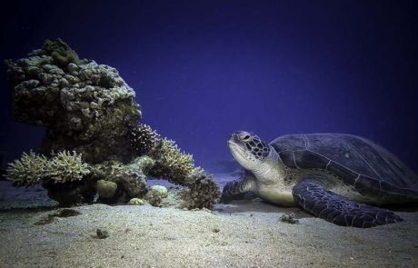 רומנטיקה במימי מפרץ אילת
