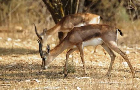 54 צבאים בדקה: תיעוד מיוחד מעמק הצבאים בלב ירושלים