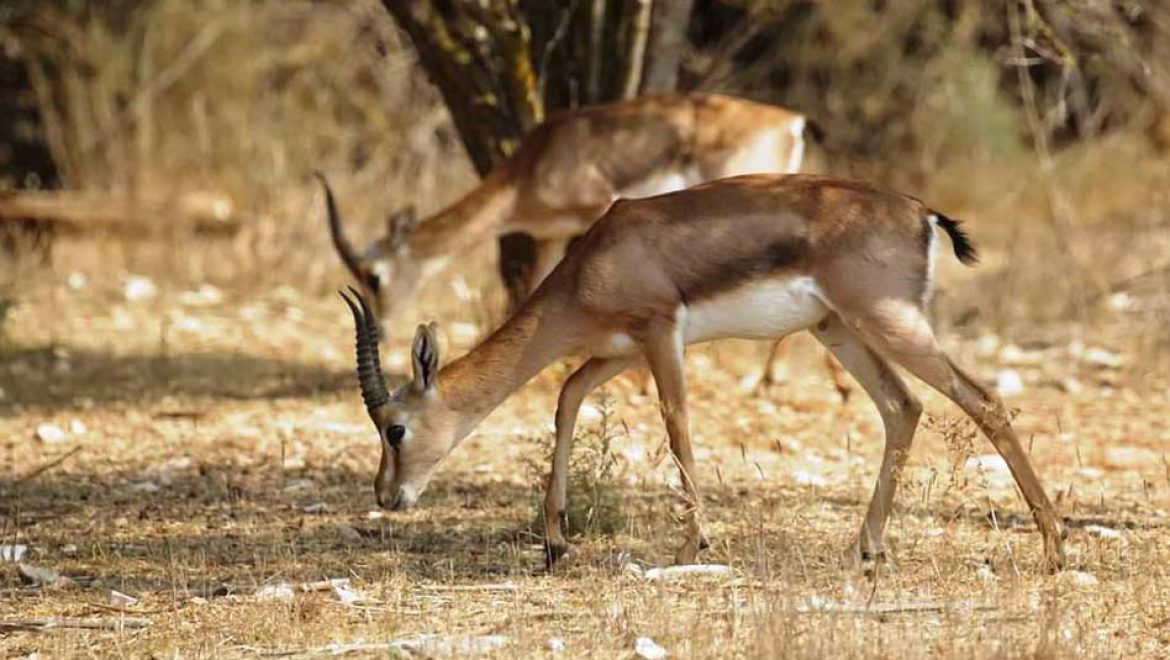 54 צבאים בדקה: תיעוד מיוחד מעמק הצבאים בלב ירושלים