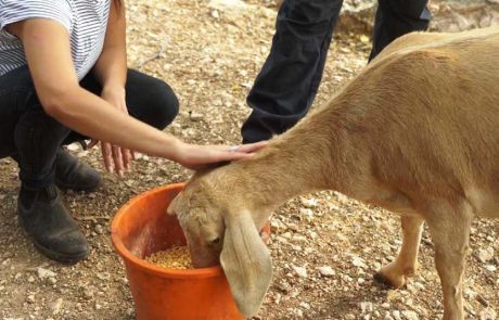 מבצע חילוץ חיות הבר מאזורי סכנה נמשך