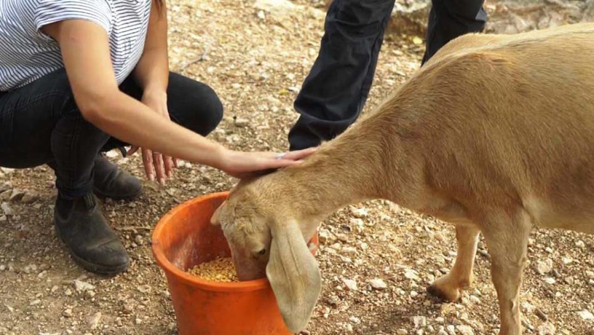 מבצע חילוץ חיות הבר מאזורי סכנה נמשך