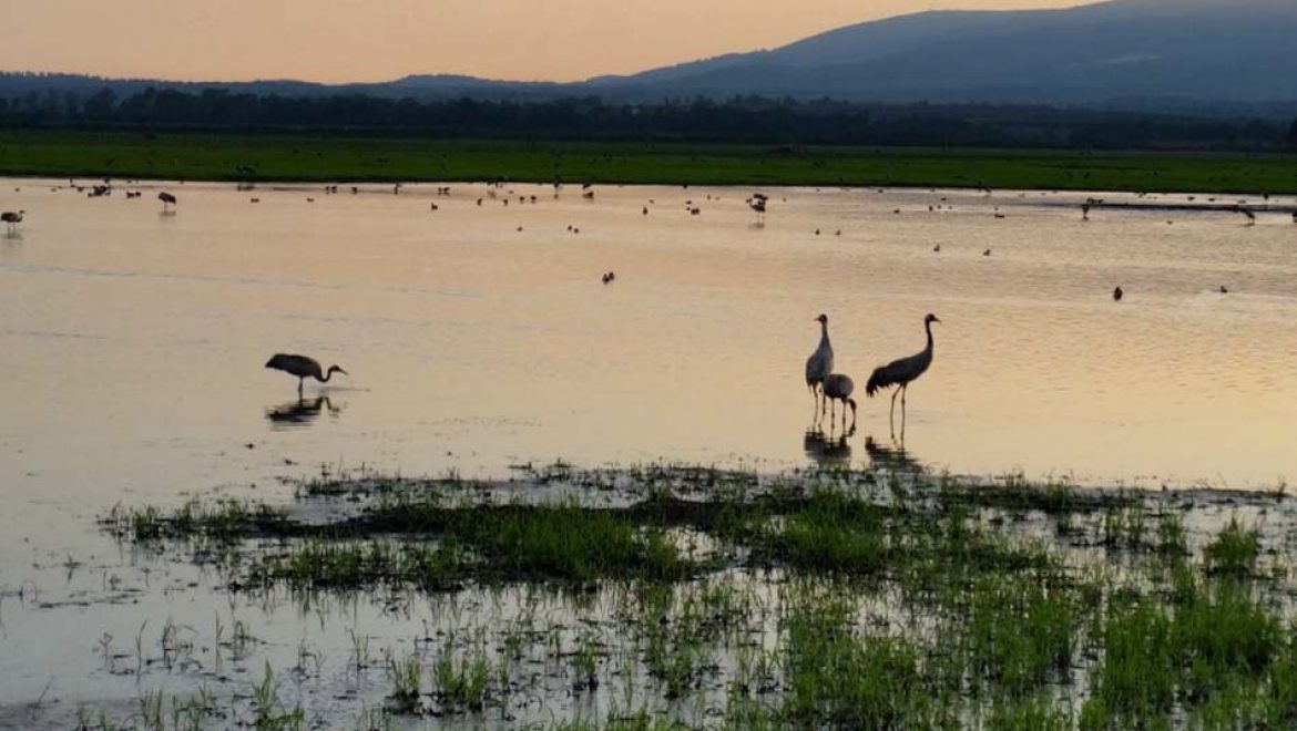 אגמון החולה קק”ל חוזר לפעילות ונפתח לקהל הרחב מחר