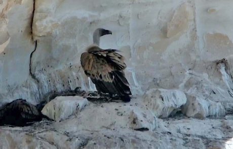 אנחת רווחה: אמא נשר שבה לקן להאכיל את הגוזל