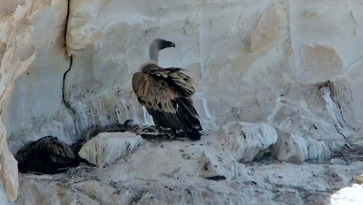 אנחת רווחה: אמא נשר שבה לקן להאכיל את הגוזל