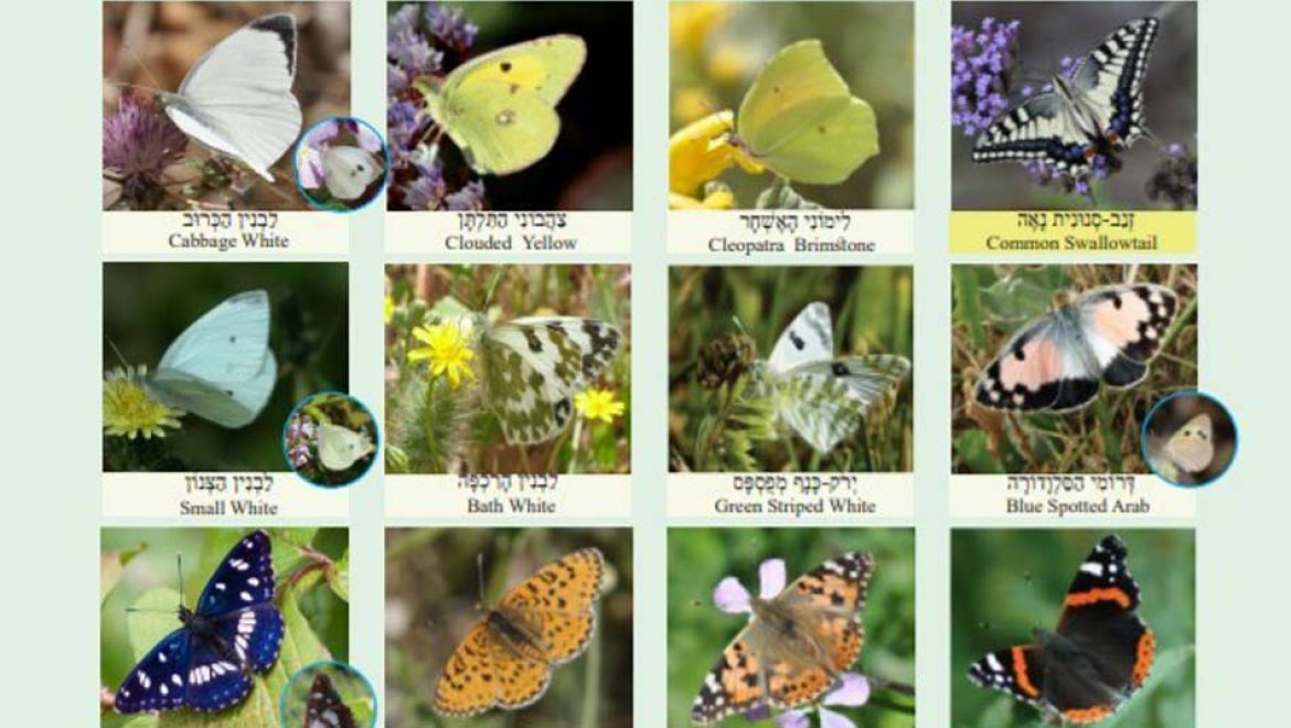 “ספירת הפרפרים הגדולה” ברחבי ישראל