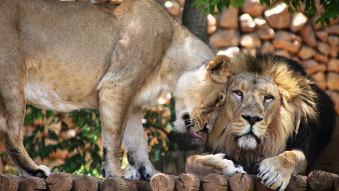 בגן החיות התנ”כי שותפים של הטבע