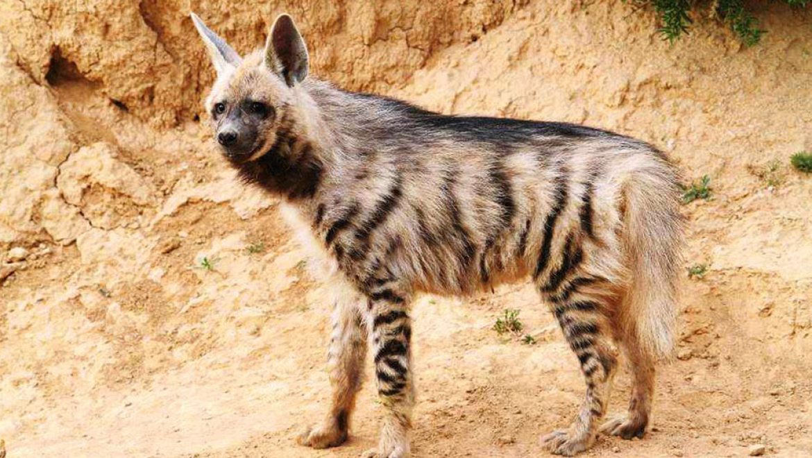 סוף עצוב לרותי הצבועה