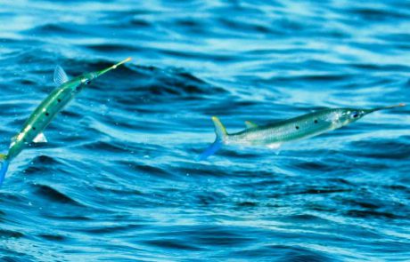 היום הראשון בטבע של הסגר השלישי