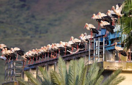 המשפחות ממשיכות לטייל גם בחג המימונה וכן בסופ”ש