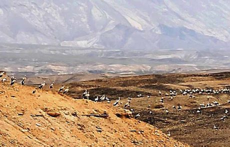 מאות חסידות תועדו בשמורת הטבע מכתשים עין יהב