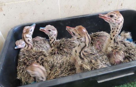 מזל טוב! 9 אפרוחי יענים בקעו לאחרונה בספארי ר”ג