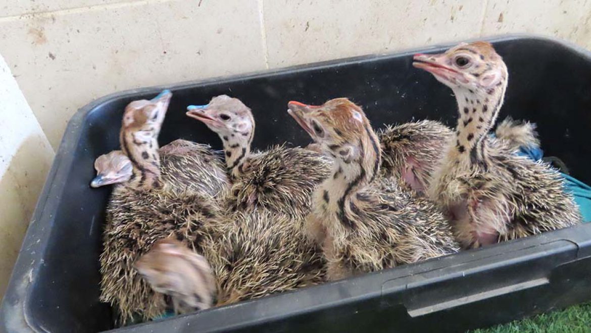 מזל טוב! 9 אפרוחי יענים בקעו לאחרונה בספארי ר”ג