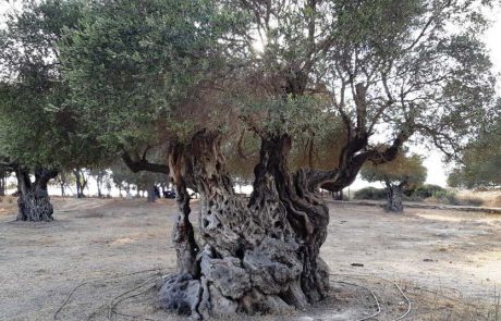 “העץ הלאומי” של ישראל: עץ הזית נבחר במקום הראשון בתחרות