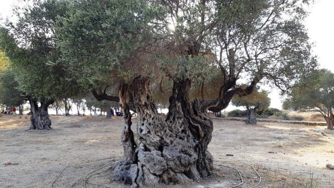 “העץ הלאומי” של ישראל: עץ הזית נבחר במקום הראשון בתחרות