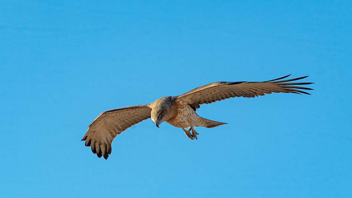 פקחי רט”ג חילצו עוף דורס מסוג חיוויאי שהוחזק בניגוד לחוק