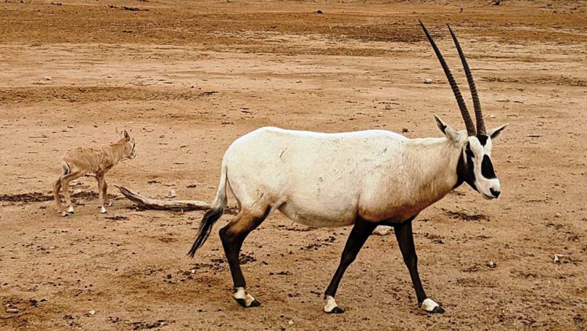 בייבי בום: 8 עגלי ראמים נולדו בשמורת הטבע חי בר יוטבתה
