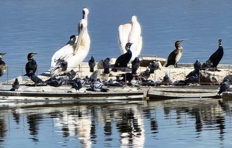 שמורת החולה, גן עדן לעופות נודדים