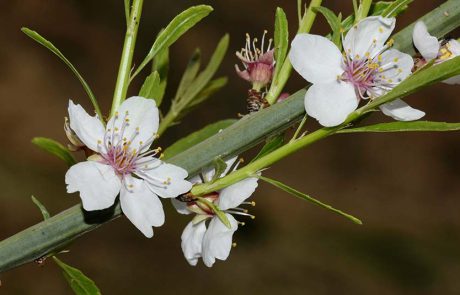 ‏‏תגלית נדירה במיוחד: שלשה פרטים של שקד ערבי התגלו באזור בנימין