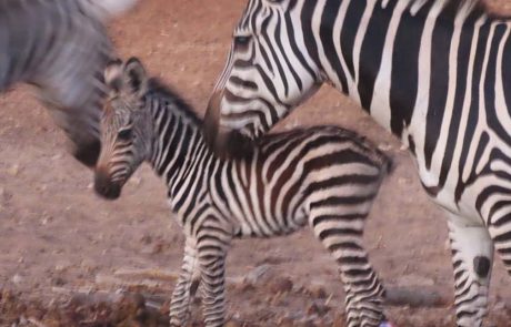 זברה חדשה בשם “חופש” נולדה בספארי ר”ג