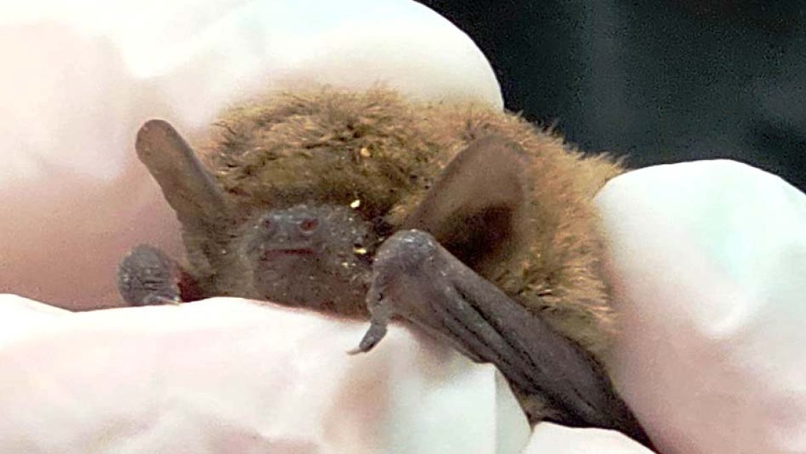 מאמץ גדול להציל עטלפון חרקים קטן, בספארי ר”ג