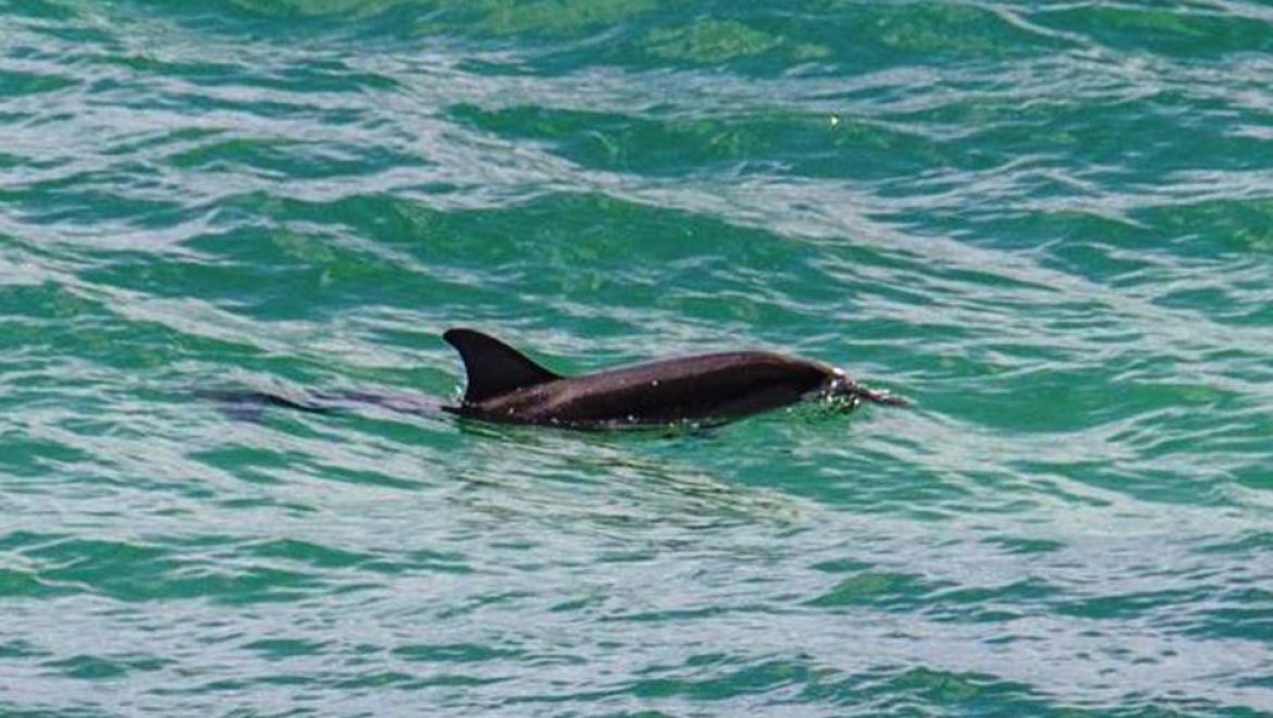 נא להכיר: דולפין ממין סטנלה