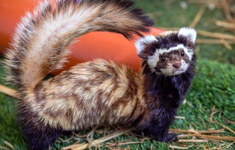 נקבת סמור משויש שנפצעה וטופלה, שוחררה לטבע