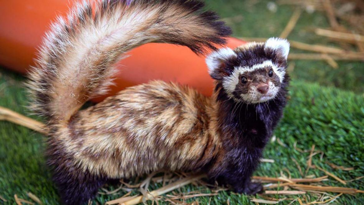 נקבת סמור משויש שנפצעה וטופלה, שוחררה לטבע