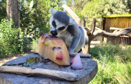 גם בעלי החיים בספארי ר”ג חובבים ארטיקים