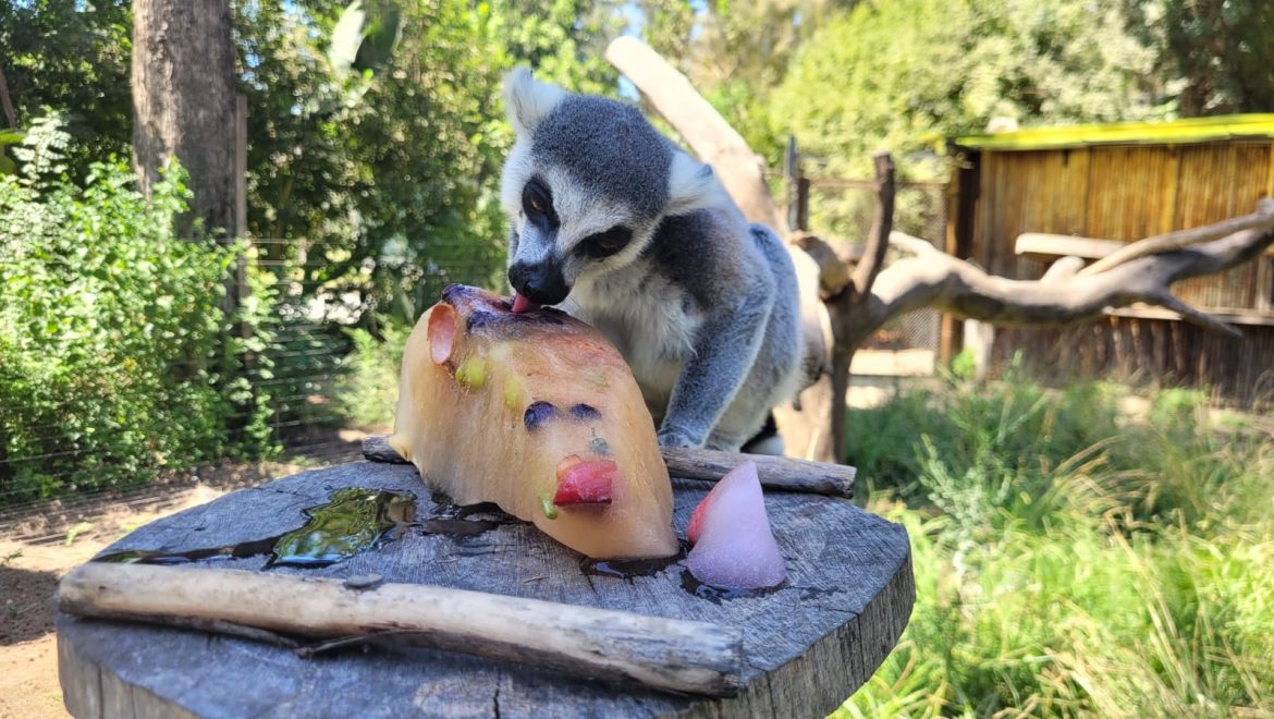 גם בעלי החיים בספארי ר”ג חובבים ארטיקים