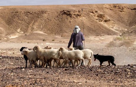 פעילויות למשפחות בלב המדבר בערבה התיכונה
