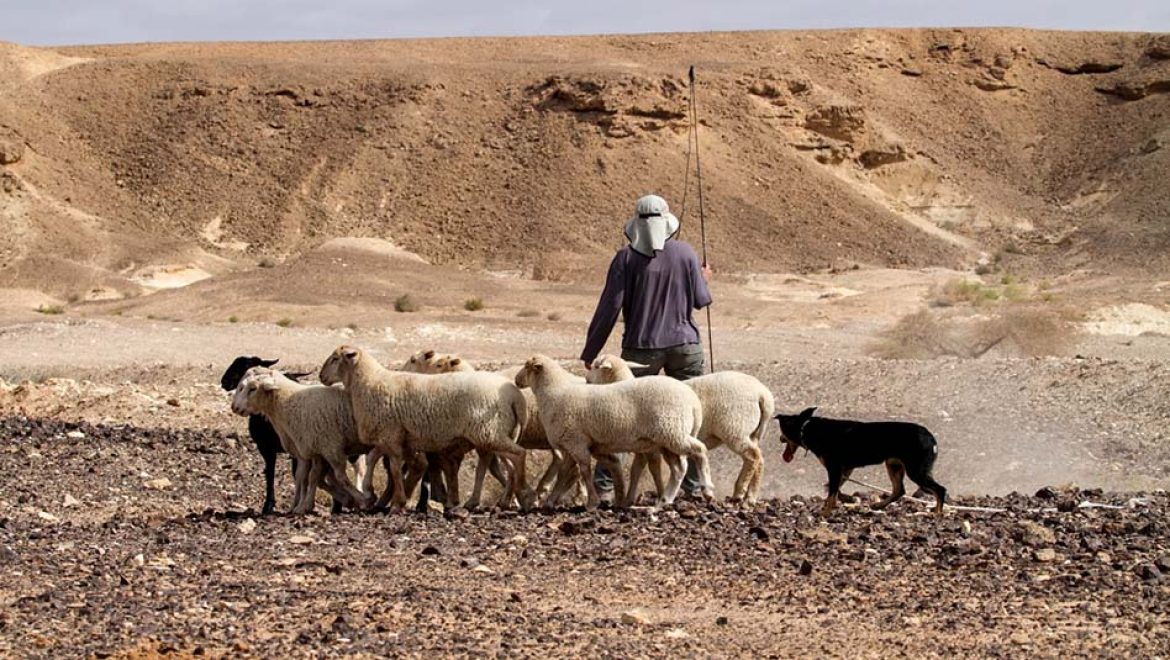 פעילויות למשפחות בלב המדבר בערבה התיכונה