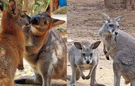 לכל איש יש שם… וגם לבעלי-החיים