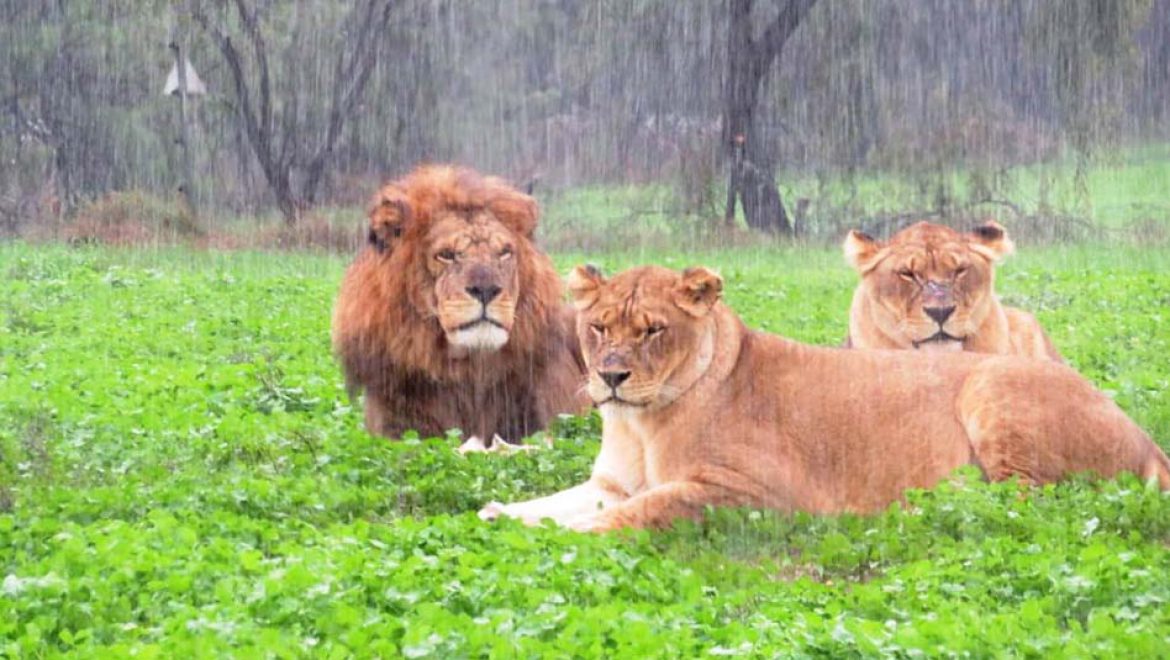 האריות והלביאות בספארי ר”ג נהנים מהגשם