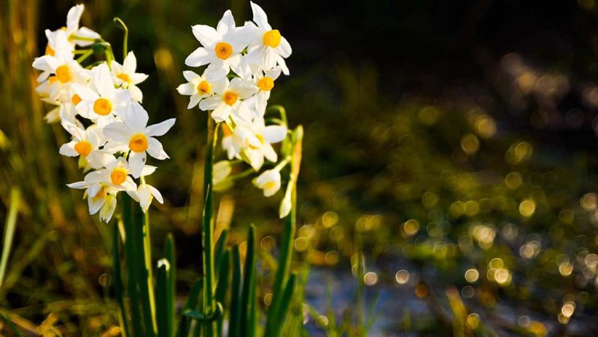 צאו עם המשפחה לטיול פריחה חורפי בשמורת טבע אחו נוב