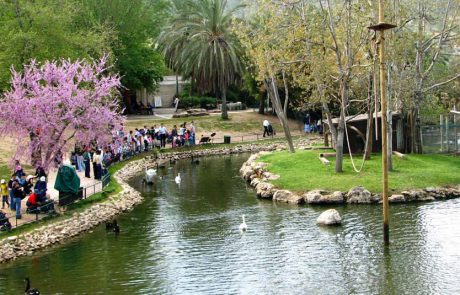 גם החיות מקיימות בחירות, עם 8 מפלגות מתחרות, סיסמאות והבטחות