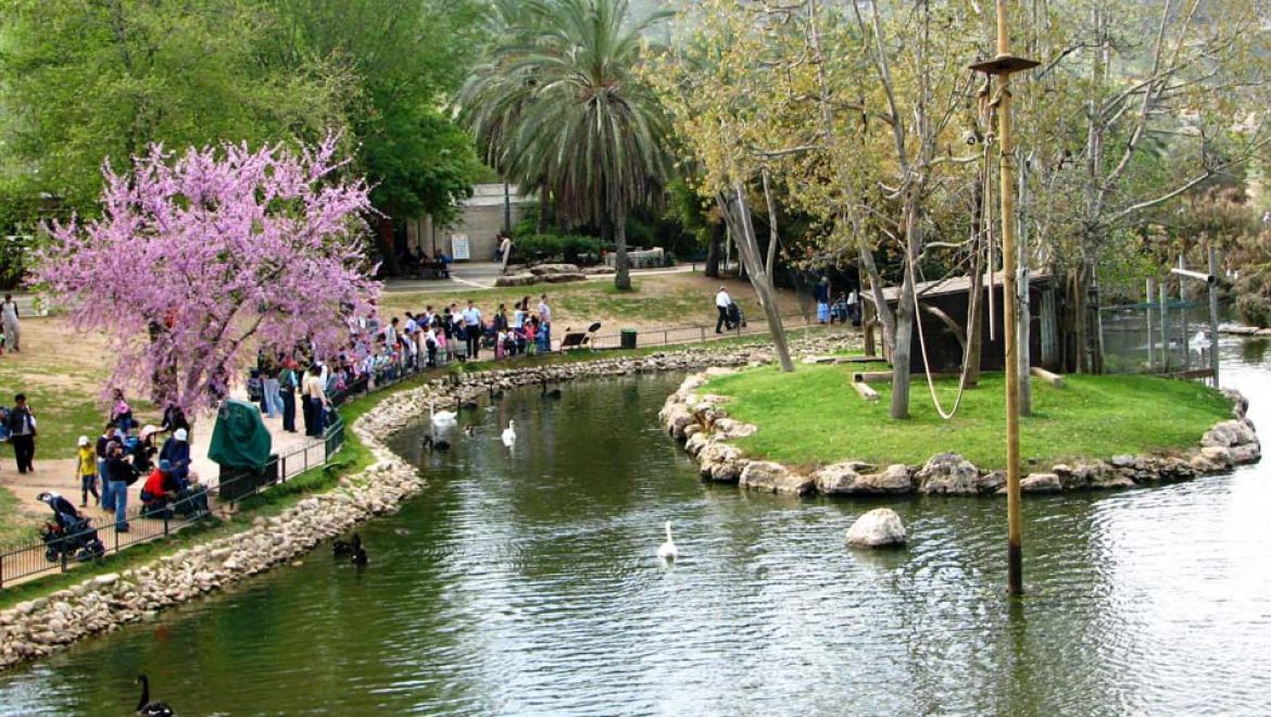 גם החיות מקיימות בחירות, עם 8 מפלגות מתחרות, סיסמאות והבטחות