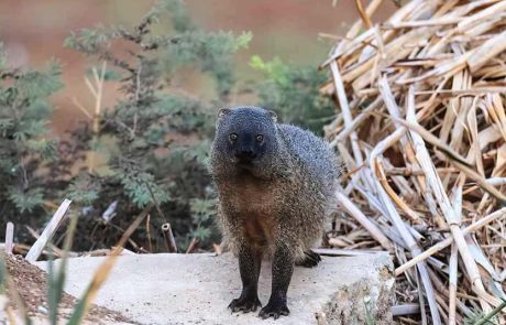 קרב מסוג אחר: תיעוד מאבק בין נחש צפע ונמיה