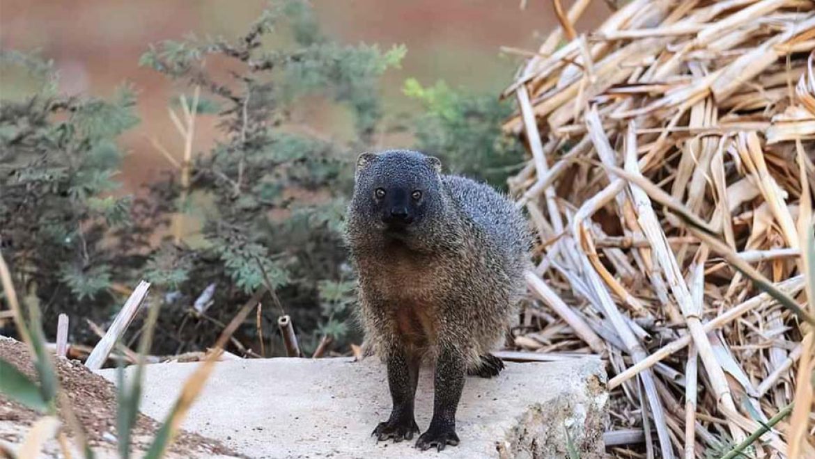 קרב מסוג אחר: תיעוד מאבק בין נחש צפע ונמיה