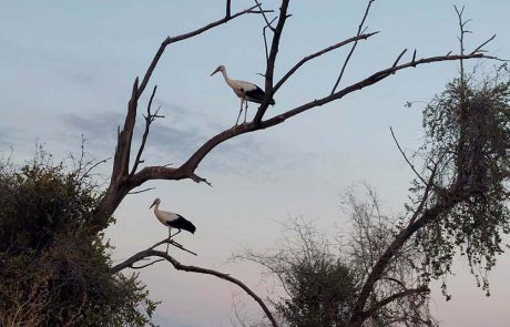 “בנתיבי הנדידה”: סיורי צפרות לבעלי מעוף באתר נהריים בגשר