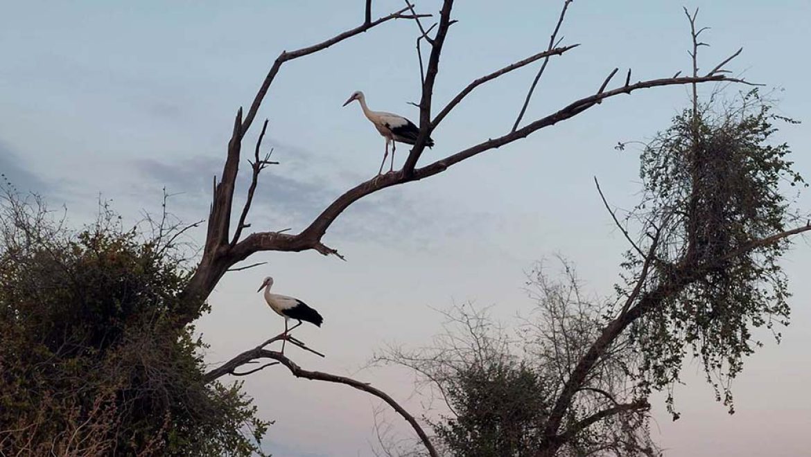 “בנתיבי הנדידה”: סיורי צפרות לבעלי מעוף באתר נהריים בגשר