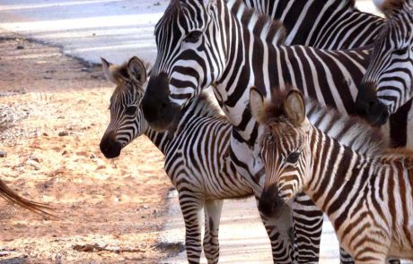 הכירו את שתי סייחות הזברות, גפן ו- שלו