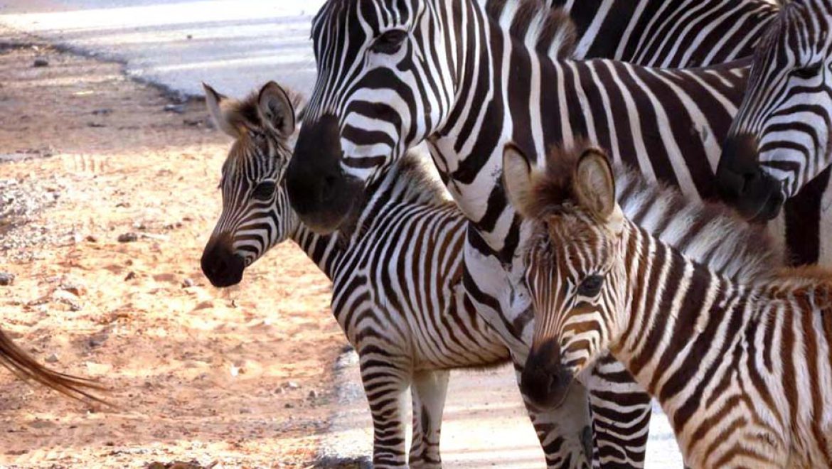 הכירו את שתי סייחות הזברות, גפן ו- שלו