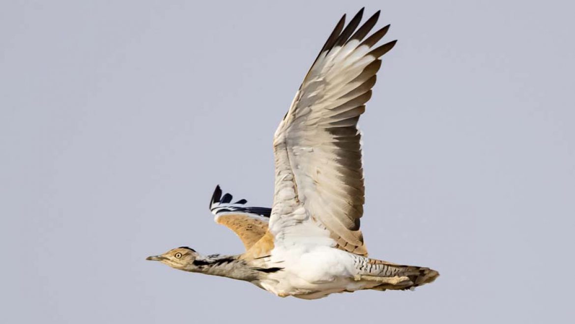 אוכלוסיית החוברות: 225 פרטים נספרו בספירה השנתית באזור חצרים