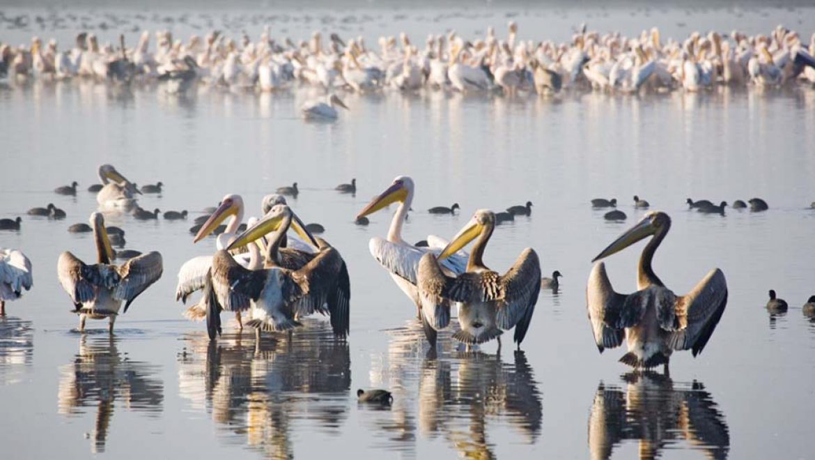 פעילויות חווייתיות למשפחה במסגרת “חורף של ציפורים”