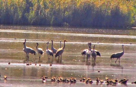 ברוכים השבים: עגורים ראשונים הגיעו לאגמון החולה-קק”ל
