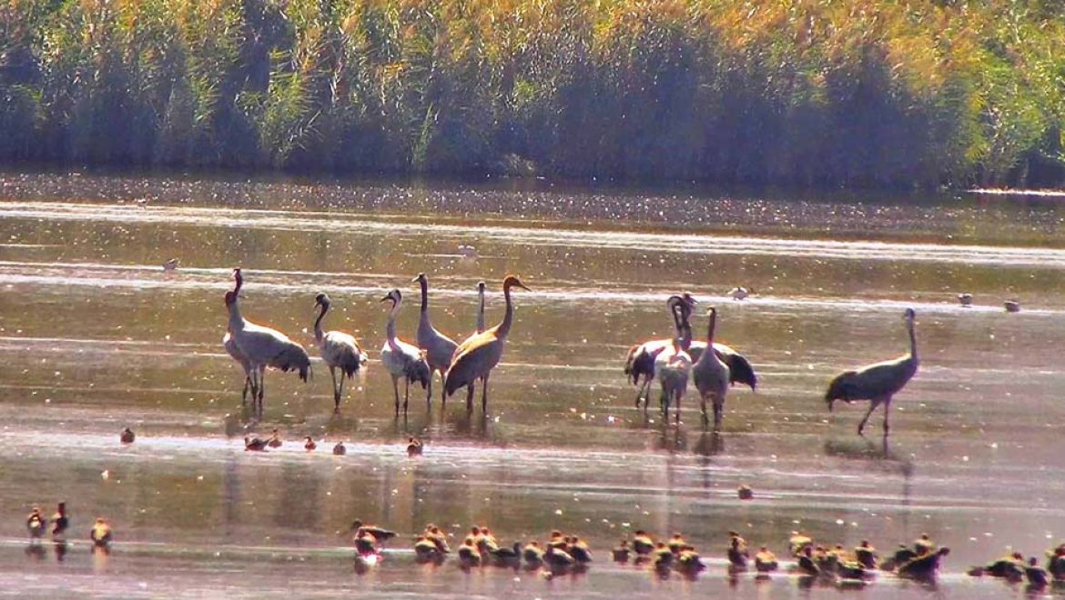 ברוכים השבים: עגורים ראשונים הגיעו לאגמון החולה-קק”ל