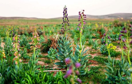 צבעי ארגמן מלוא העין: מטיילים באזור יתיר ותל ערד
