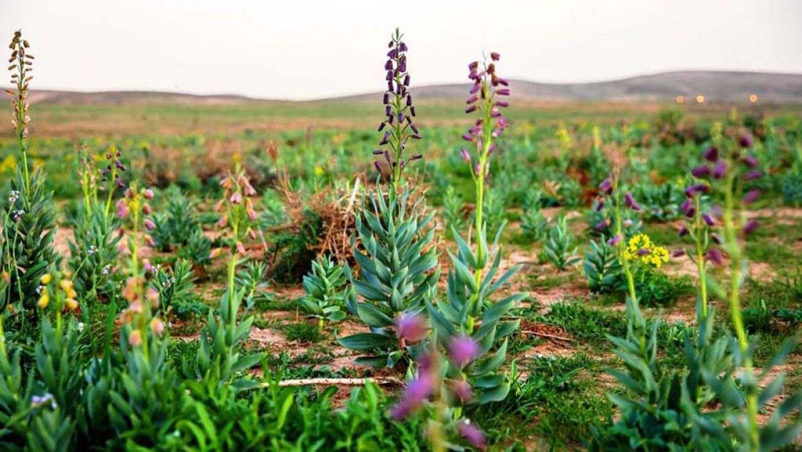 צבעי ארגמן מלוא העין: מטיילים באזור יתיר ותל ערד